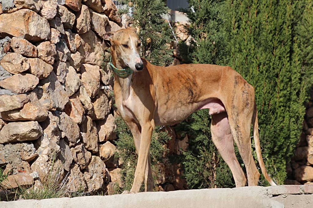 Galgofreedom - CAMPEÓN urgently needs a new home