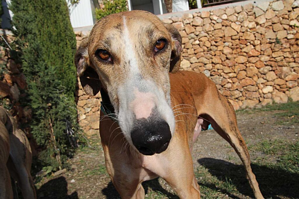 Galgofreedom - CAMPEÓN urgently needs a new home