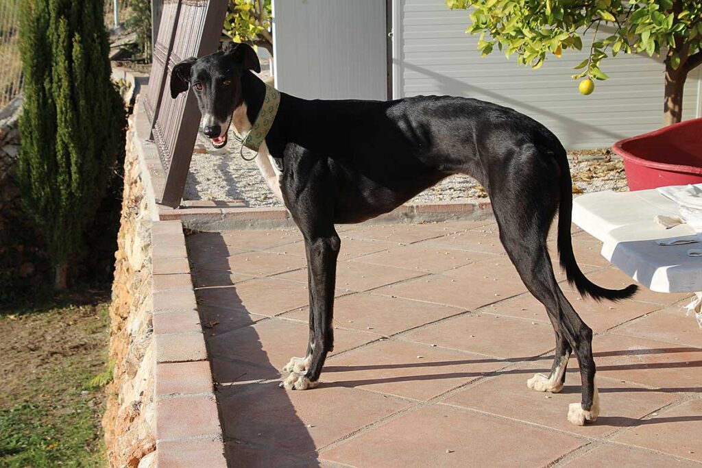 Galgofreedom - TALÍA urgently needs a new home