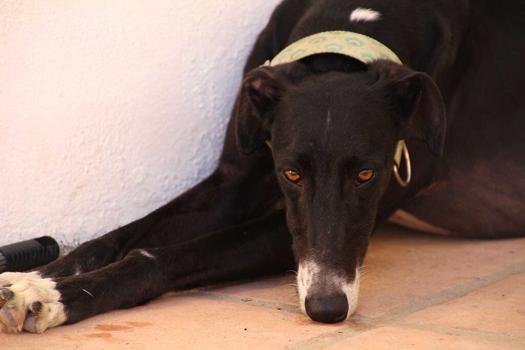 Galgofreedom - TALÍA urgently needs a new home